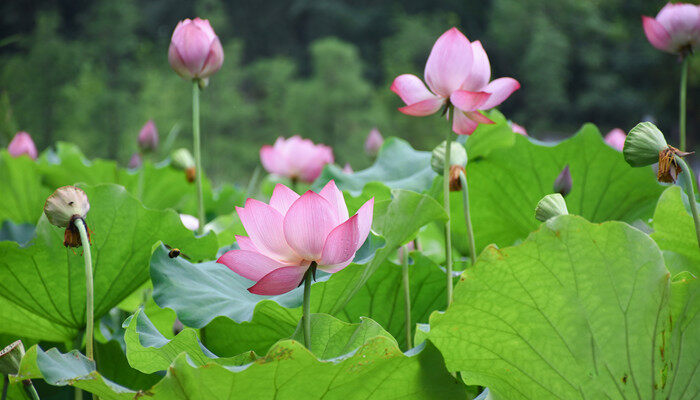 济南的市树和市花是什么 济南的市花是哪年定的