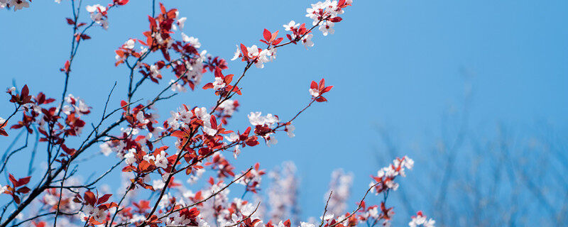 李花和梨花的区别 李花和梨花的区别是什么