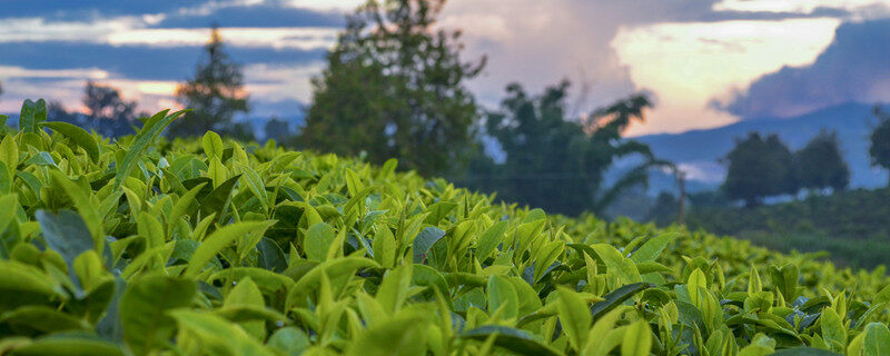 生态有机茶叶品质形成的关键技术 有机茶叶的种植与管理技术