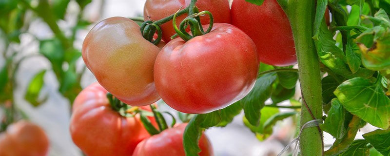西红柿开花了可以施肥吗