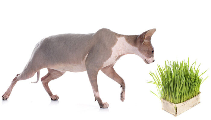 猫草种子是不是就是小麦种子 猫草种子是小麦吗