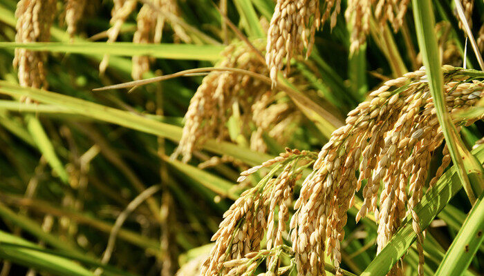 优质水稻品种 优质水稻品种有哪些