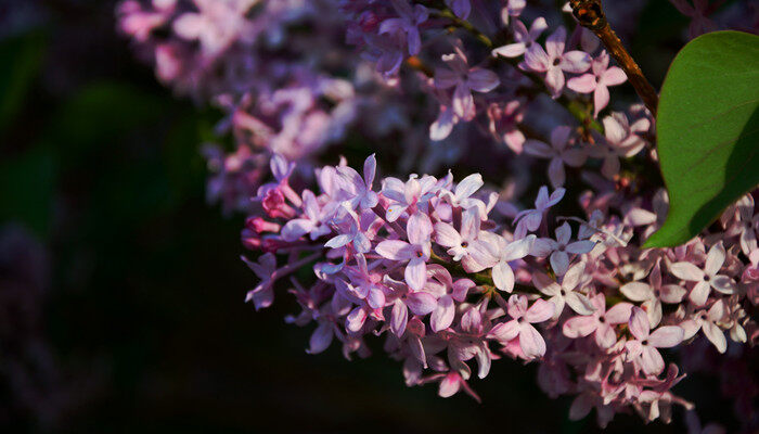 摄图网_500578247_banner_丁香花（企业商用）.jpg