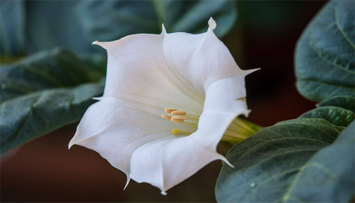 上古最神秘的花 上古最神秘的花的名字