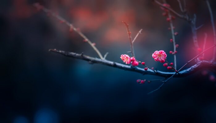 梅花长什么样子 梅花外形特征