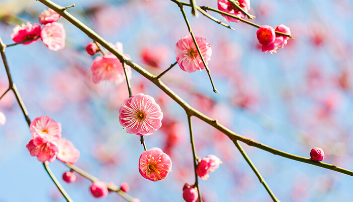 腊梅花香吗