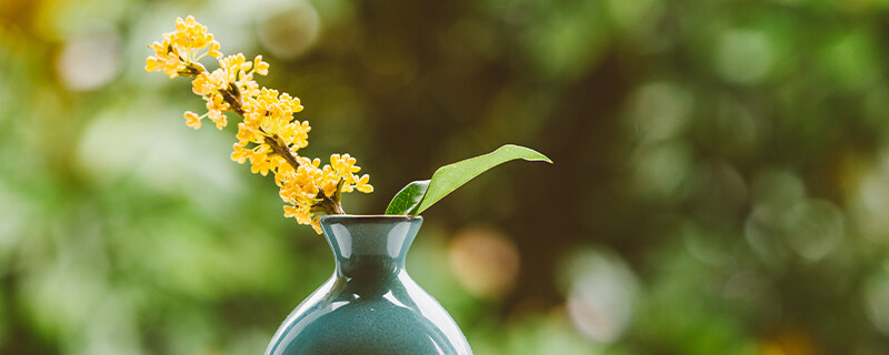 桂花叶子尖发焦咋回事