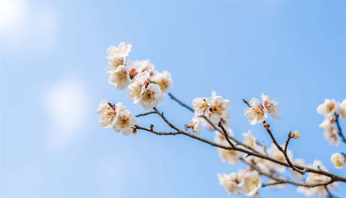 梅花有白色的吗 梅花的生长条件