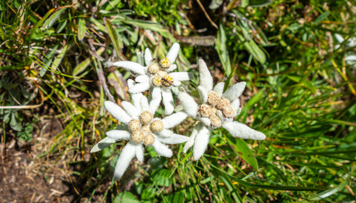 雪绒花是早上开还是晚上开