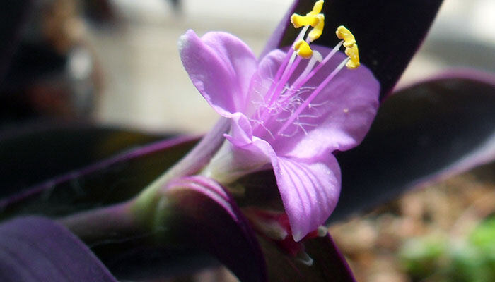 狗牙花和丁香怎么区分