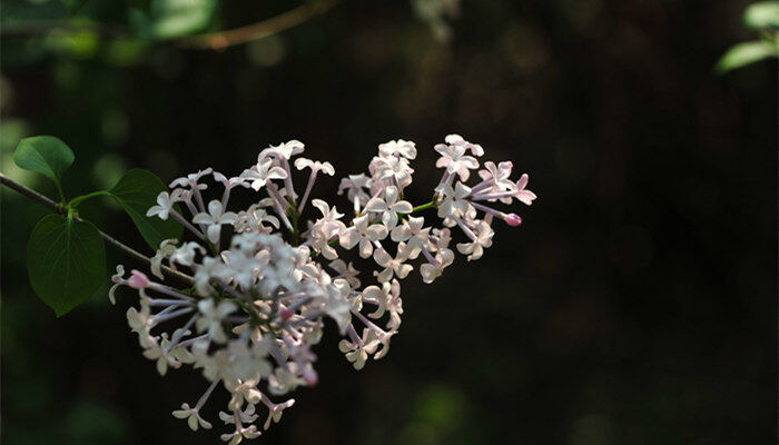 丁香花是长在树上的吗 丁香花是长在树上吗