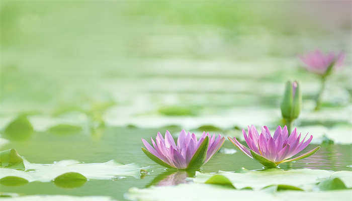 花店买的睡莲水养方法