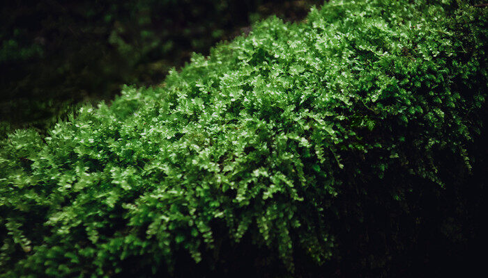 水苔是什么 水苔是什么植物