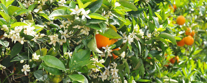 摄图网_303875074_橙花的朵本底水果专注花朵（企业商用）.jpg
