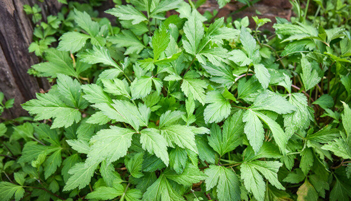 蒿属植物过敏指哪些 蒿属植物过敏指什么