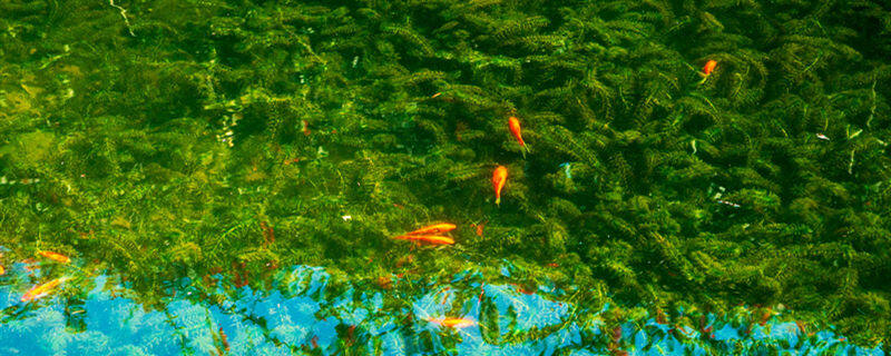 鱼塘绿藻治理最有效的方法 鱼塘绿藻治理最有效的方法是什么