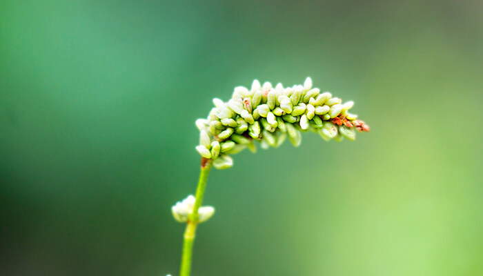 荞麦花的花语