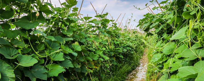 摄图网_501345327_banner_田园农家瓜果（企业商用）_2.jpg