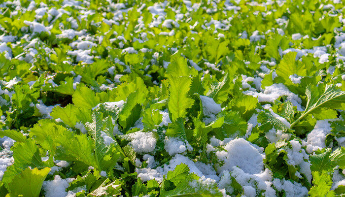 雪里红抗零下几度低温 雪里红抗低温多少度