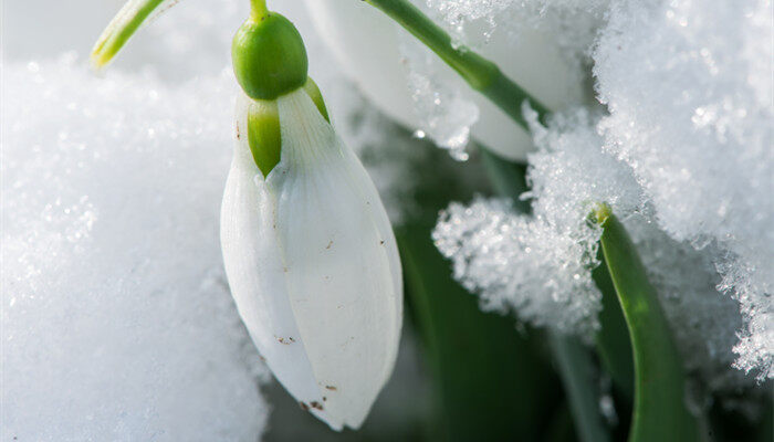 夏雪片莲花语 夏雪片莲有什么花语