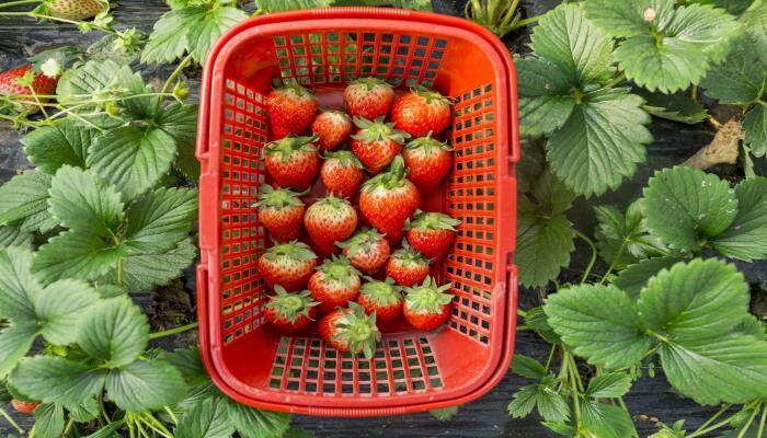 草莓苗的种植方法