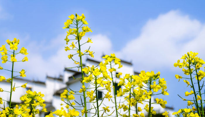 金银花的花朵为什么会变色