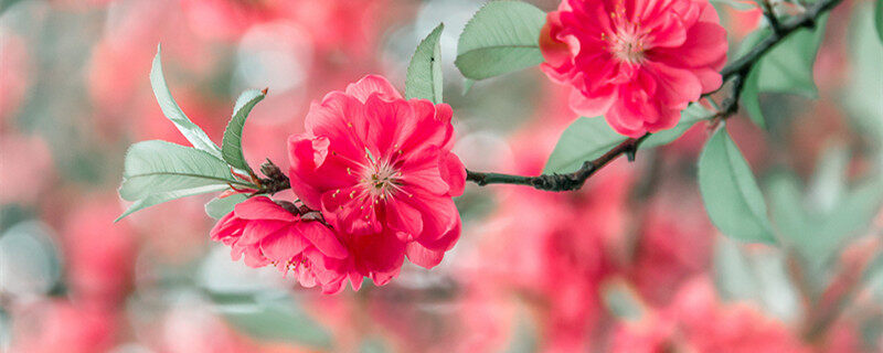 桃花的特点 桃花的特点是什么