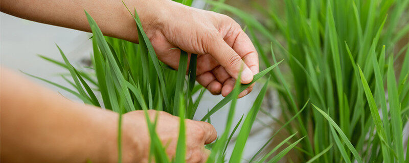 东北水稻亩产多少斤 东北水稻亩产有多少斤