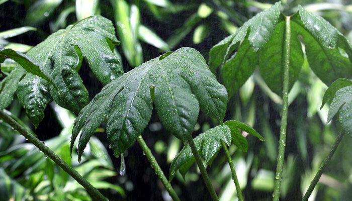 金丝楠木种植条件