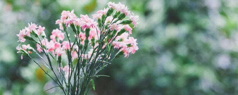 教师节送老师什么花合适 教师节到底送老师什么花合适