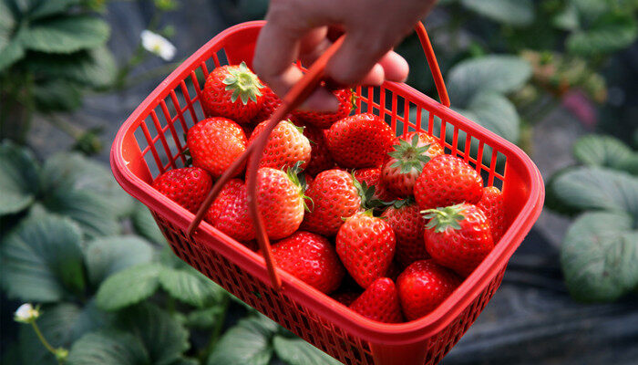 种植过程中草莓需要补钙吗? 怎么给草莓苗补钙 草莓缺钙怎么办用什么补钙最好