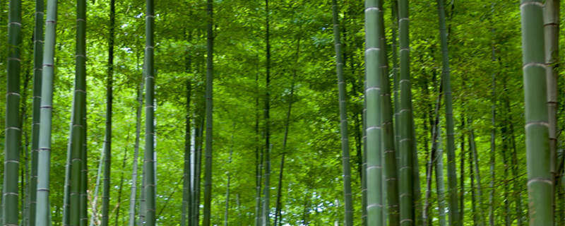 竹子代表什么人的精神品质 竹子代表什么人精神品质