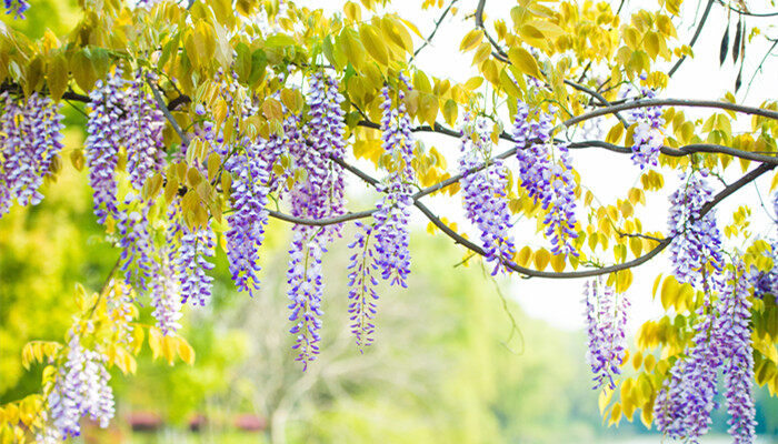 月上柳梢花自芳,打一花卉名