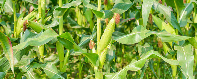 什么玉米品种抗锈病 哪些玉米品种抗锈病