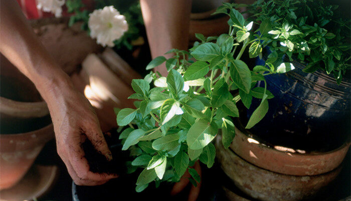 植物、盆栽、施肥、浇水 (3).jpg