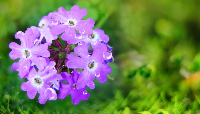 七朵花的花语是什么 七子花的花语是什么