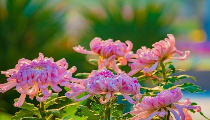 菊花是草本植物还是木本植物 菊花是草本植物还是木本植物