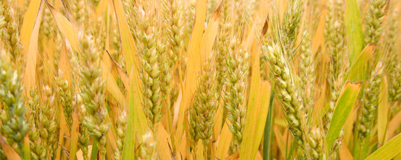 小麦花的主要结构 小麦花由什么组成