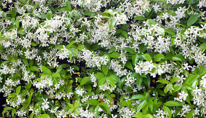 十里香花能在家里养吗 十里香花能养在家里吗