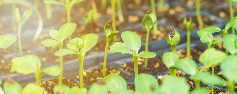 黄芩种植技术及亩收益 黄芩种植技术亩效益 