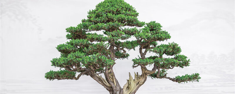 松树盆景的常见种类 松树盆景常见种类有哪些