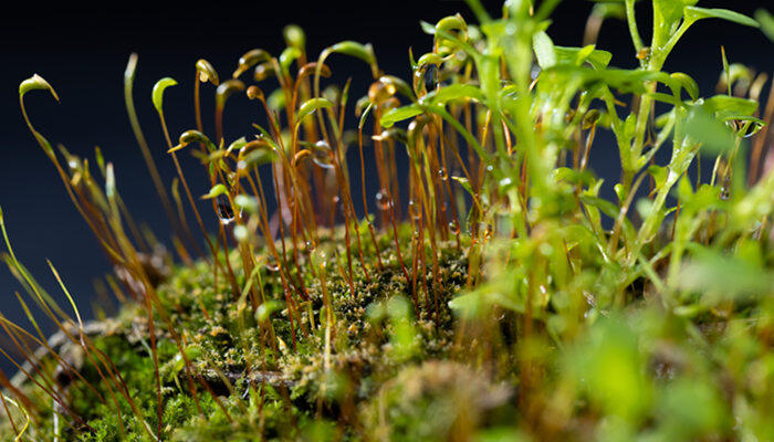 盆景铺苔藓有哪些危害 盆景铺苔藓的危害有哪些