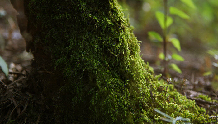 清除红砖青苔最有效的方法