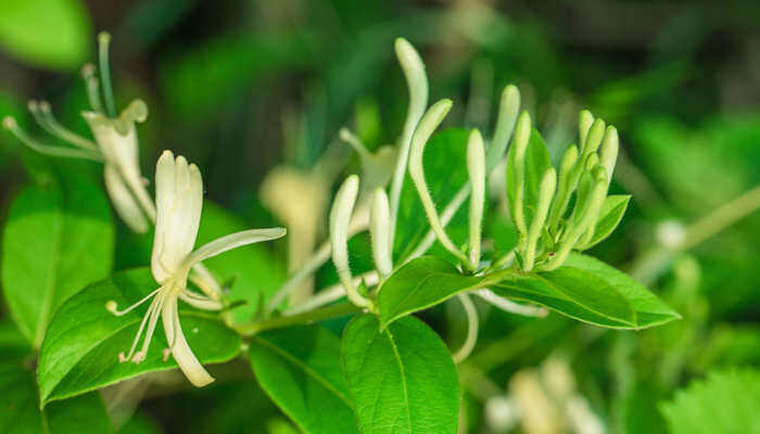 金银花花朵变色的原因是 金银花的花朵会变色是因为什么