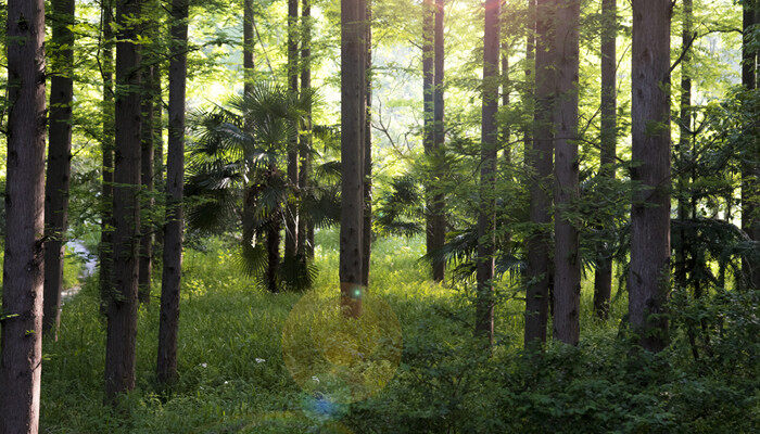 人工林包含 人工林主要包含