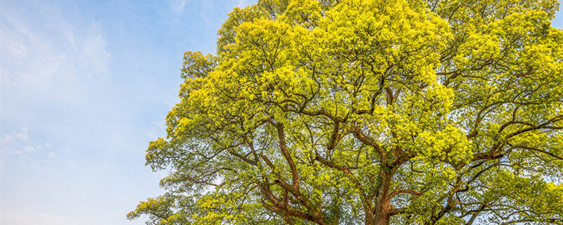 摄图网_500487328_banner_千年古树（企业商用）_1.jpg