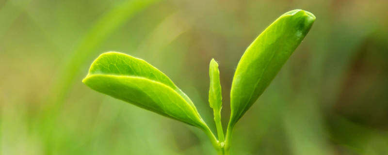 植物的特点有哪些简写 植物的特点有哪些 