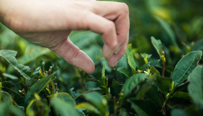 茶树属于什么植物