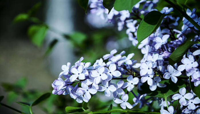 丁香花的品质 丁香花的品质和精神