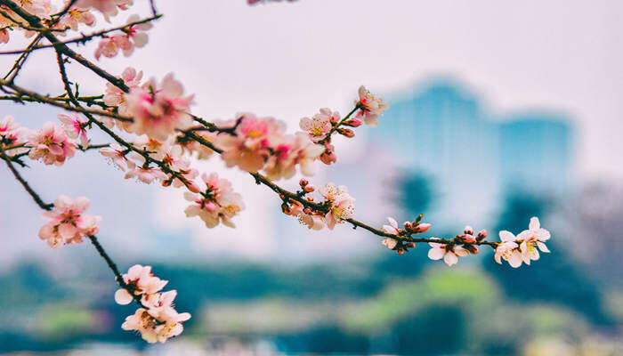 桃花枝水培怎么养